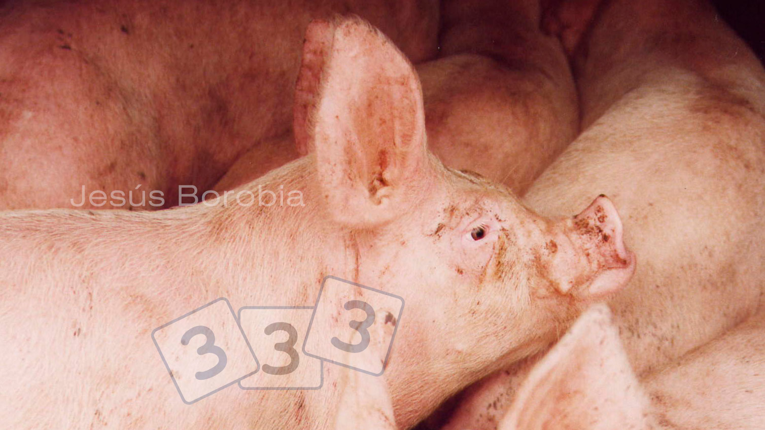 Rinitis atrófica infecciosa del cerdo