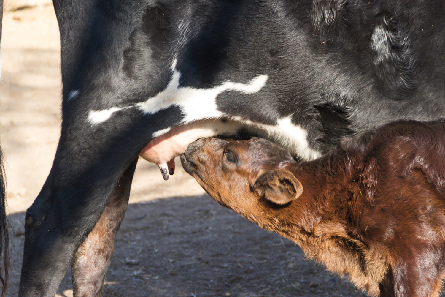 Rinotraqueitis infecciosa en bovinos
