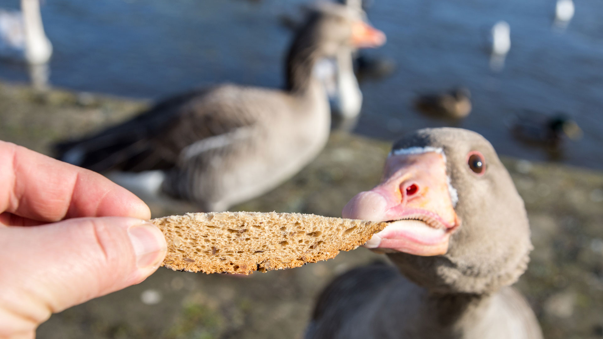¿Se puede alimentar a los patos con pan?  ¿Por qué no les puedes dar un panecillo y pan negro?