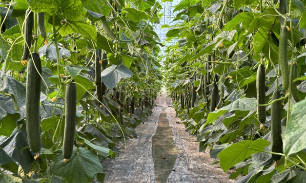 Secretos del cultivo de hortalizas en casa de la serie de semillas Four Summers