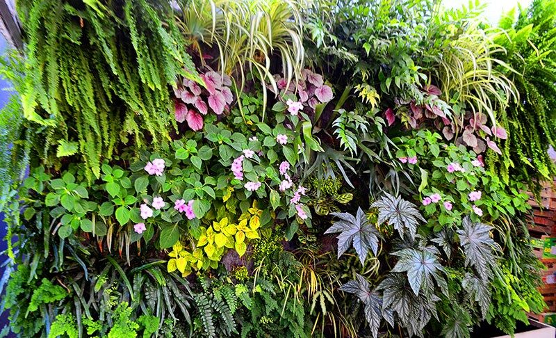 Selección de plantas y flores para jardinería vertical.