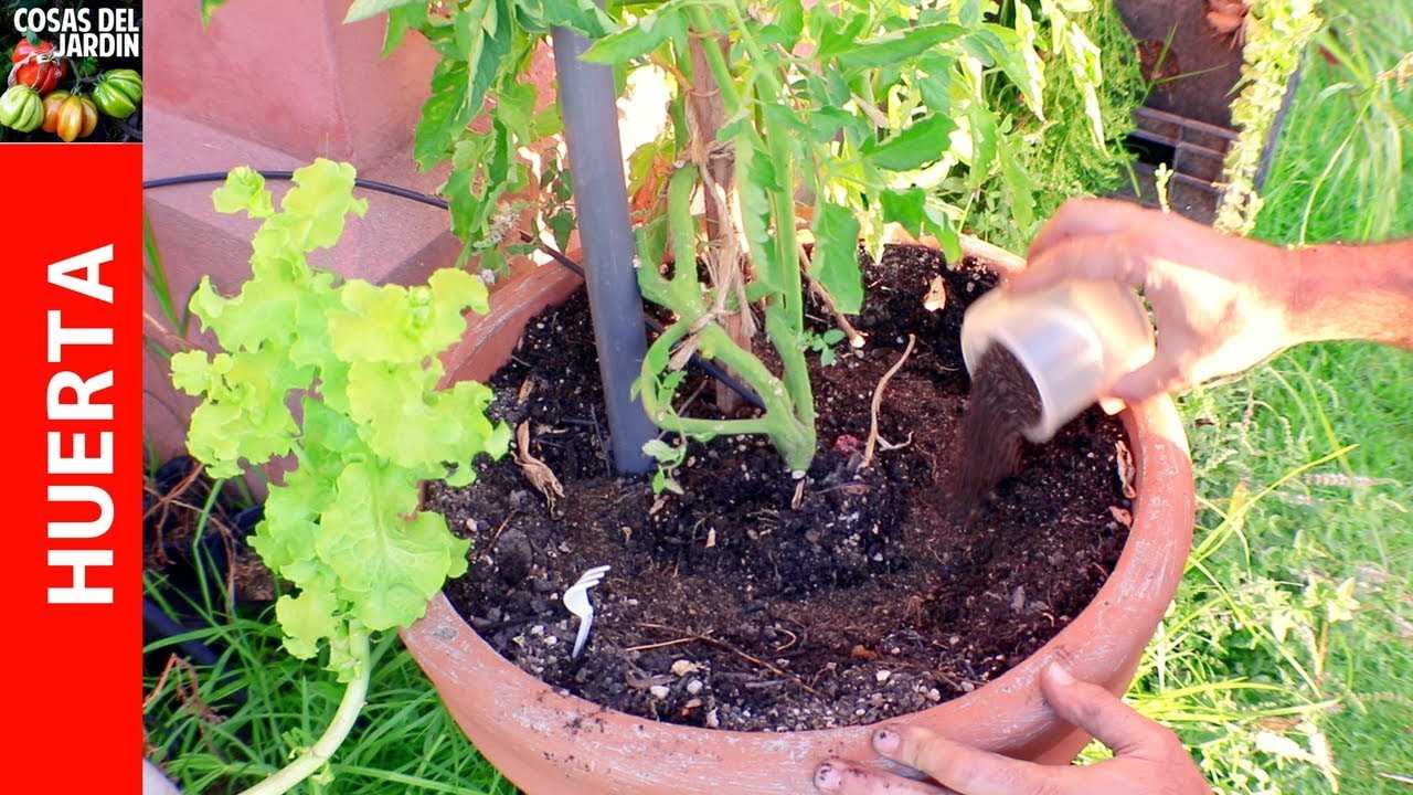 Sin desmayarnos: por qué los tomates necesitan amoníaco y cómo fertilizar adecuadamente las plantas