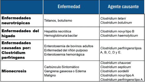 Síntomas y tratamiento de clostridium en ganado.