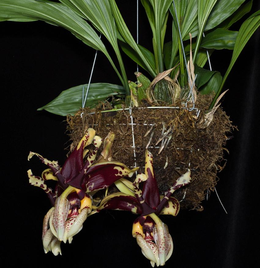 Stangopea orquídea epífita