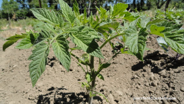 Tallo – hasta la raíz: cuándo tiene sentido plantar tomates tumbados y cómo hacerlo correctamente para aumentar significativamente el rendimiento