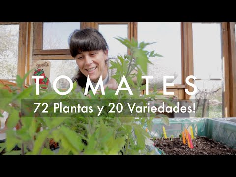 Temprano, fuerte, resistente: variedad de tomate "Polbig" según la descripción de los criadores y la experiencia de los jardineros