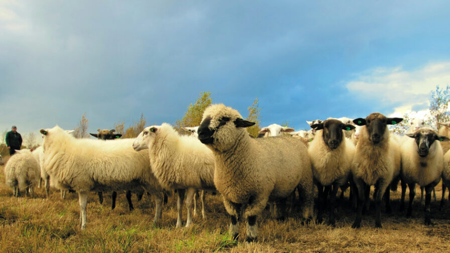 Tener ovejas en invierno
