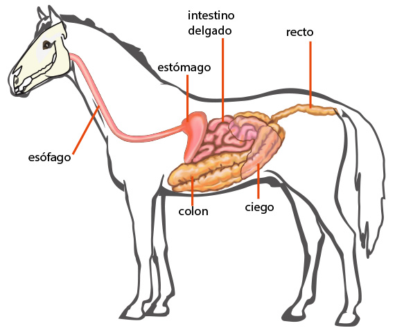 ¿Tiene un caballo estómago?