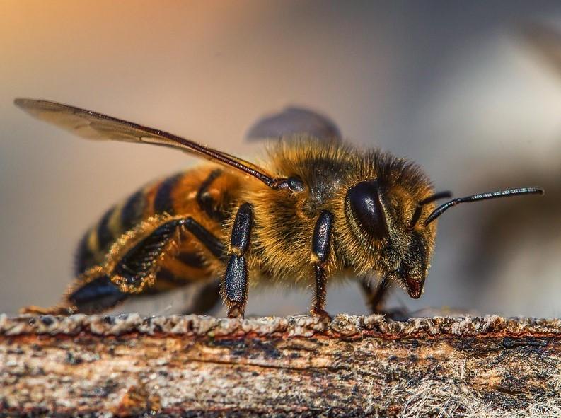 Tipos de abejas: ver las principales y sus características