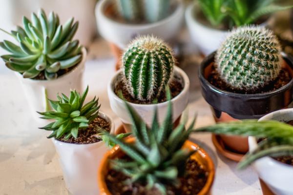 Tipos de cactus de interior caseros: cuidados, nombres y fotos.