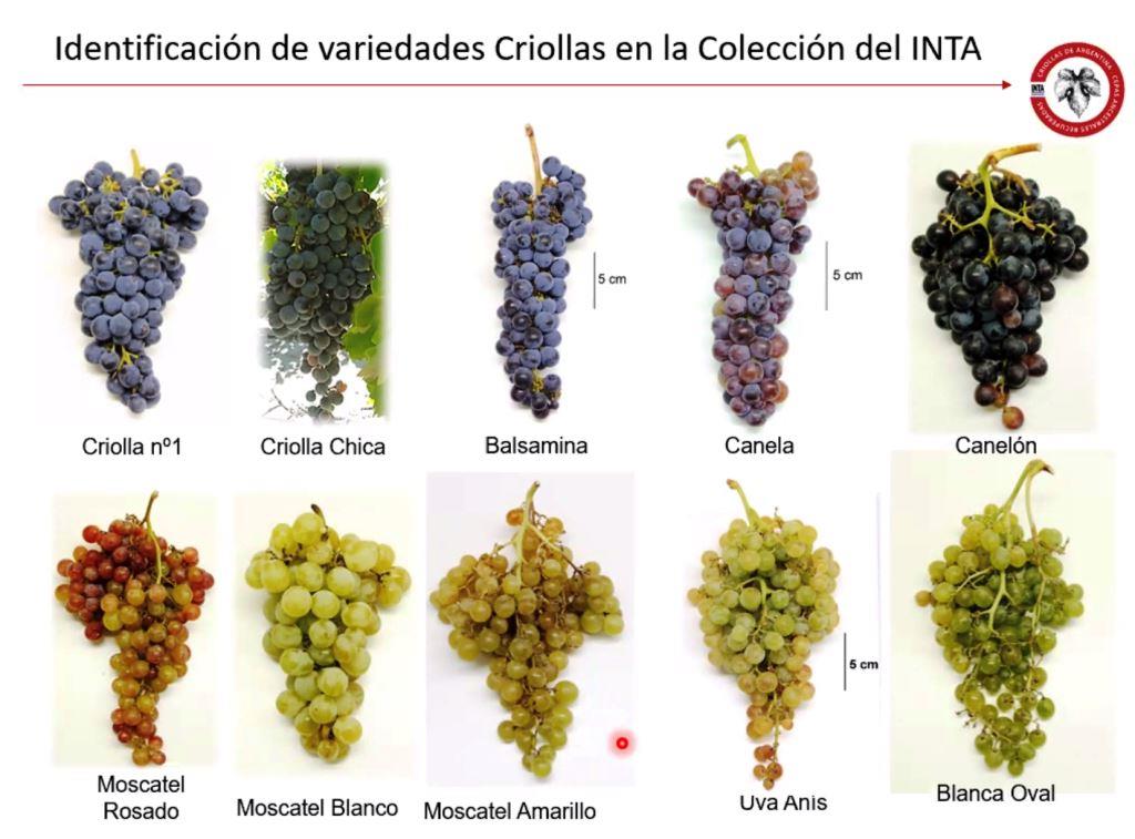Tipos y variedades de uvas de niña.