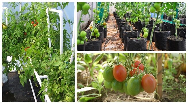 Todos los zumos – en la dirección correcta: aprendemos paso a paso a hijastro de tomates en invernadero y en campo abierto