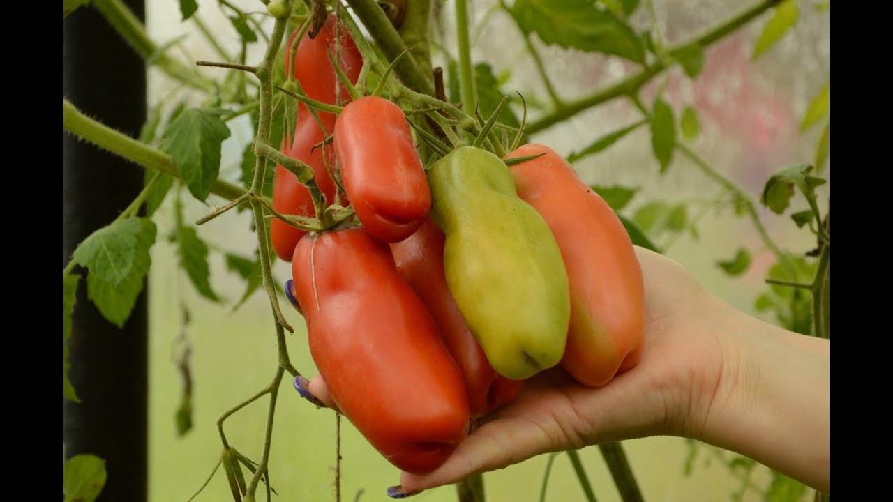 ¿Tomates “virilidad” o tomates “felicidad femenina”?  Más exactamente: ¡la alegría del jardinero!