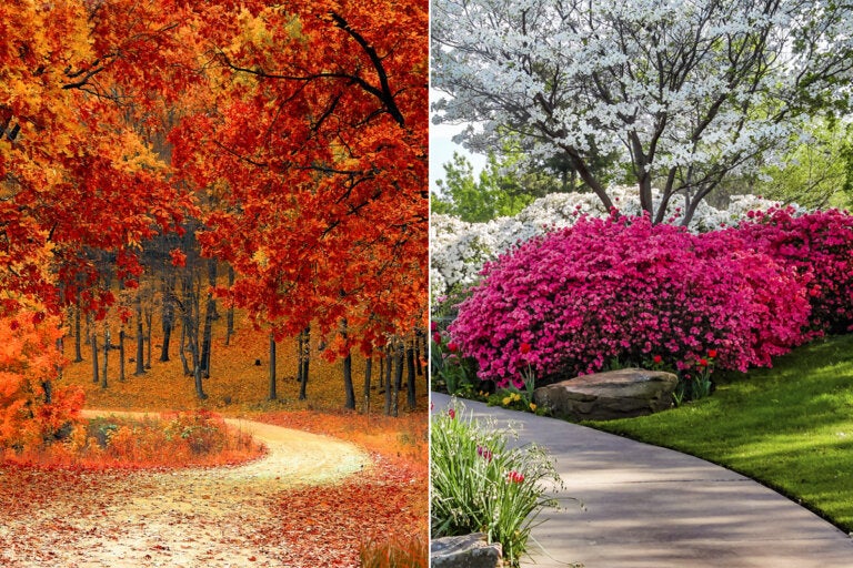 Top 5 árboles y arbustos con follaje rojo: la magia de tu jardín