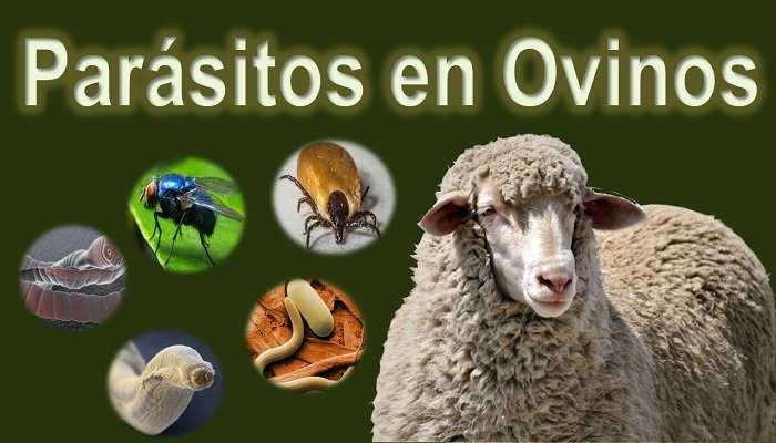 Tratamiento de lombrices en ovejas: fármacos, detección, tratamiento.