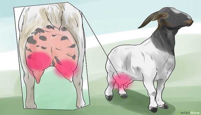 Tratamiento eficaz para la mastitis en una cabra.