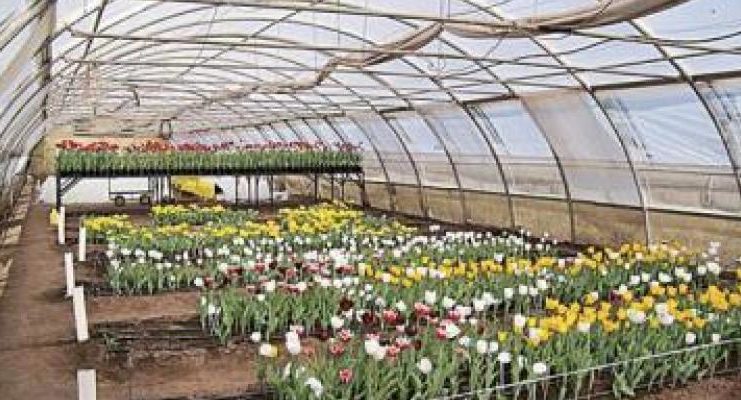 Tulipanes: cultivo y cuidado en campo abierto e invernadero.