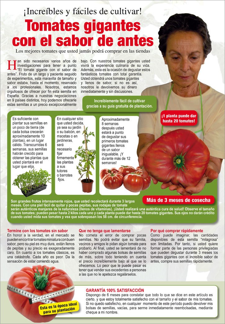 Un favorito entre los gigantes: ¿cómo caracterizan los profesionales y aficionados la variedad de tomate "Rey de Siberia"?