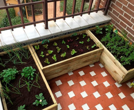 Un mini jardín en un apartamento es real, cómo plantar y cultivar tomates en un balcón.