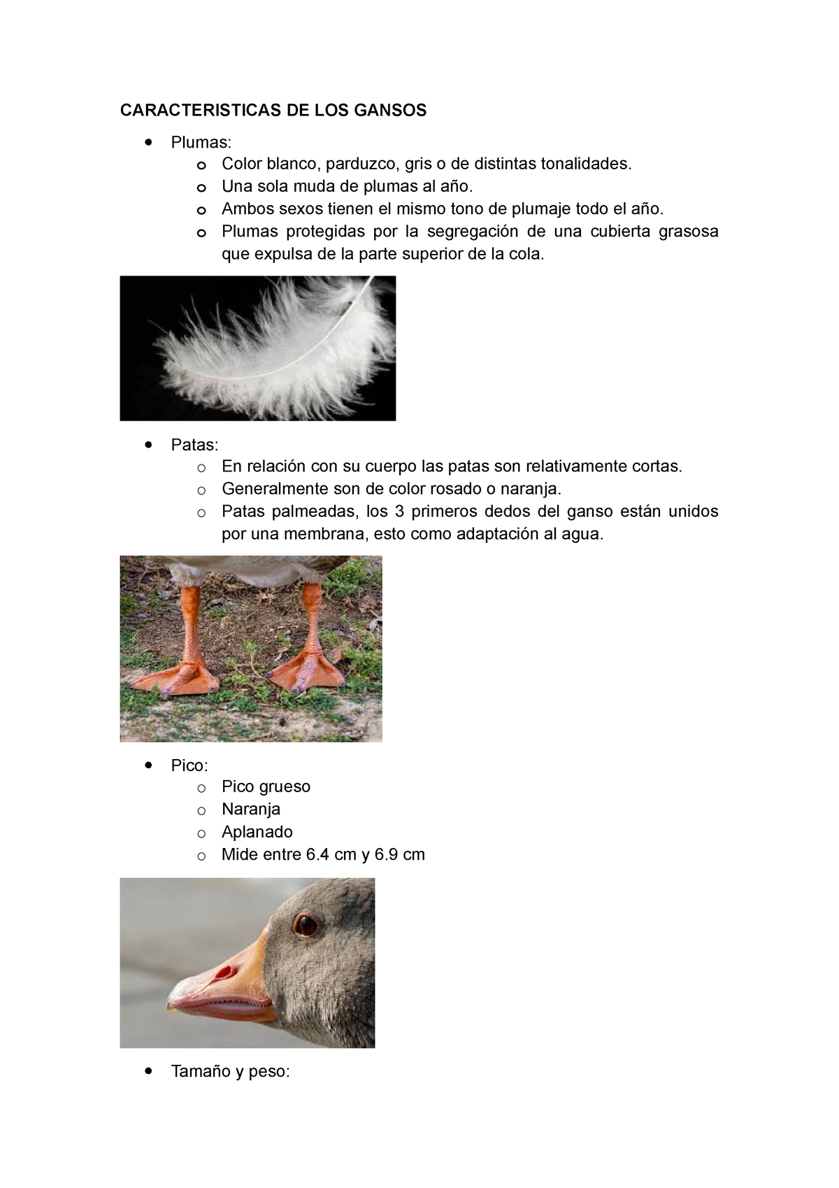 Una descripción general de la raza de gansos Linda: características de mantenimiento y crecimiento.