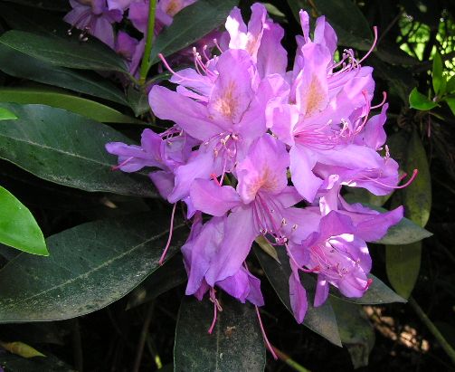 Una descripción general de las especies más bellas de rododendros en flor para el jardín.