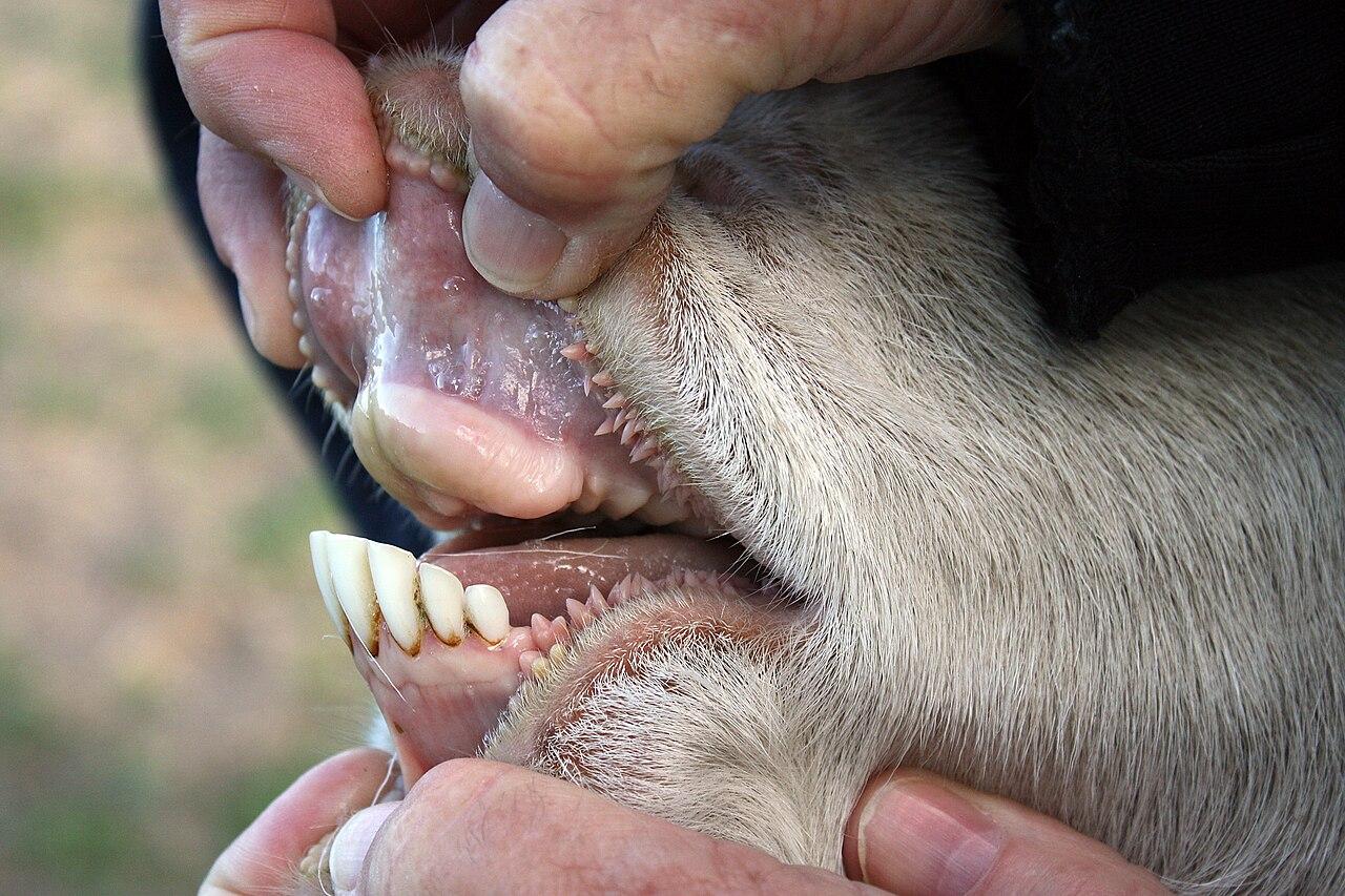 ¿Una vaca tiene dientes?