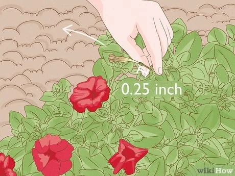 Utilizo un método sencillo para cortar petunias: se obtienen muchas flores fuertes.