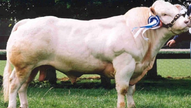 Vaca azul belga