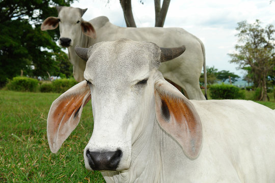 vaca cebú