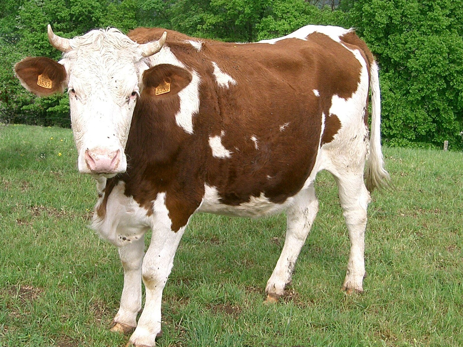 Vaca raza Montbéliarde