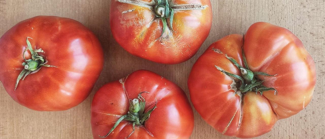 Variedad de tomate “Frente de toro”: héroe sin pretensiones