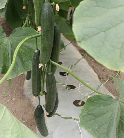 Variedades de pepinos para plantar en invernadero y campo abierto: cómo elegir la variedad adecuada de pepinos para no decepcionarse.