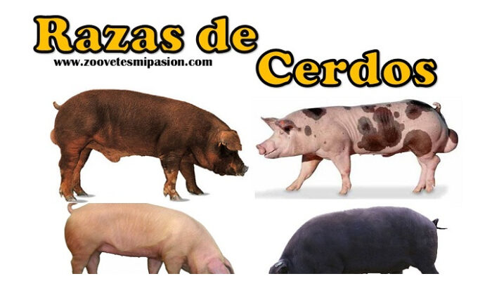 Variedades existentes de razas de cerdos grasos.