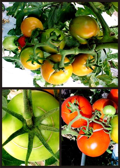 Ya sea frío o caliente: por qué se endurecen los tomates: plazos, esquemas, resultados