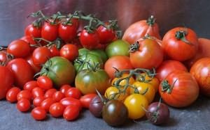 Abakanin vaaleanpunainen tomaatti valitaan pitkäaikaisen hedelmällisyyden ja erinomaisen maun vuoksi.
