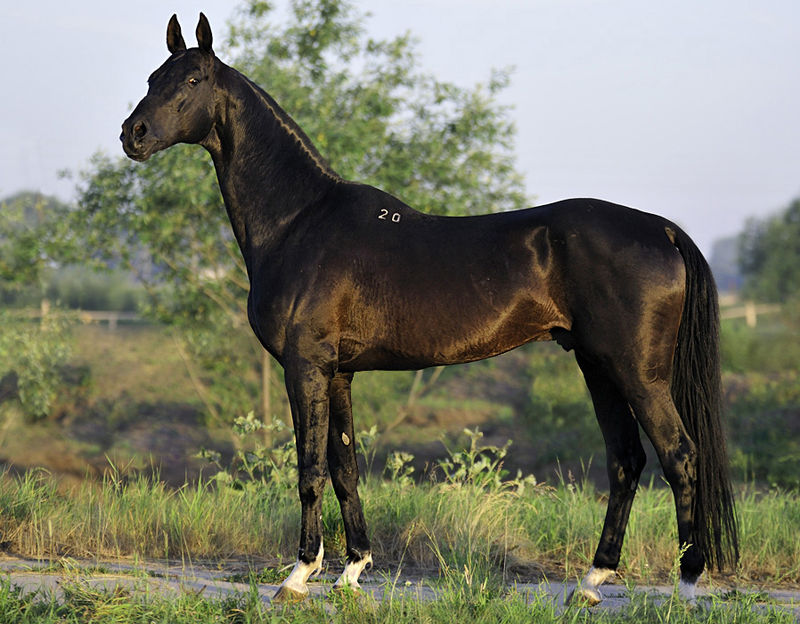 Akhal-Teke hevonen