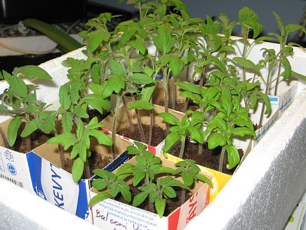 Älä tee virhettä päivämäärän kanssa: milloin on aika istuttaa tomaatit kasvihuoneeseen ja kuinka valmistaa paikka ja taimet oikein