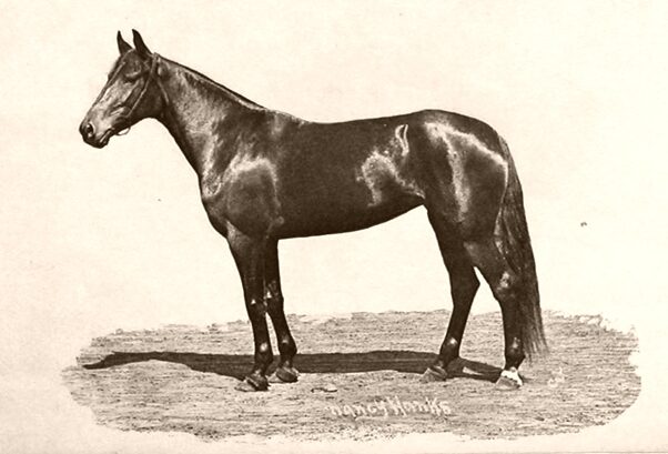 Amerikkalainen ravihevonen (standardirotuinen) hevonen