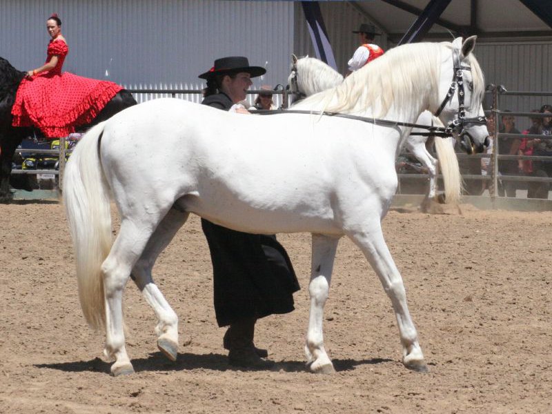 Andalusialainen hevosrotu