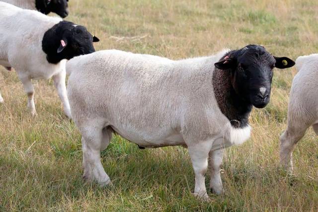 Dorper-rodun lampaat: rodun ominaisuudet, kuvaus