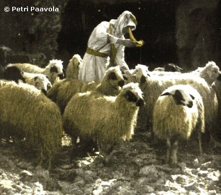 Elektroninen paimen lampaille: edut ja haitat, lampaisiin totutteluprosessi