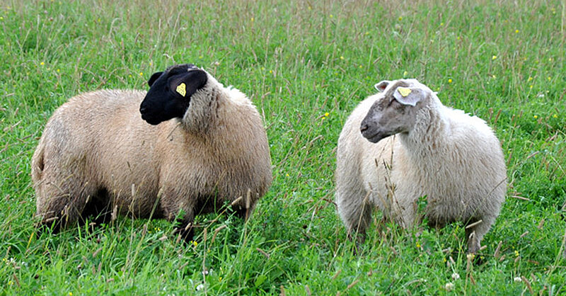 Englantilainen lammasrotu Suffolk: ulkonäkö, kuvaus rodun lampaista ja päsistä
