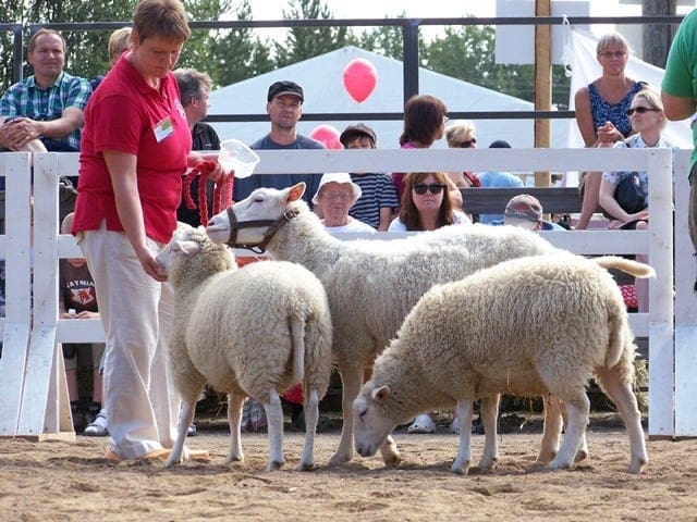 Gissar-lammasrotu: jalostusta, ylläpitoa ja hoitoa koskevat säännöt