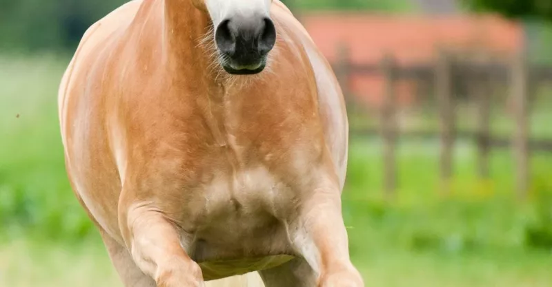 Haflinger-hevoset: alkuperä, ulkoiset ominaisuudet, käyttö