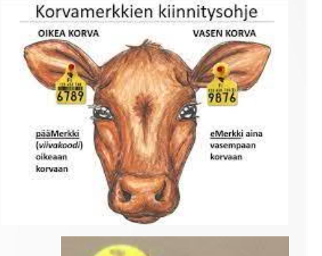 Hemorraginen utaretulehdus lehmillä