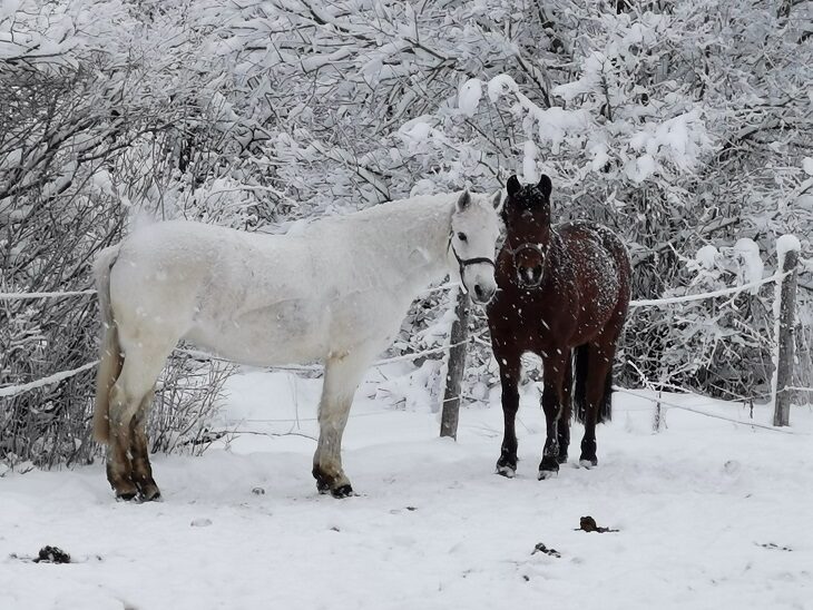 Hevoset talvella