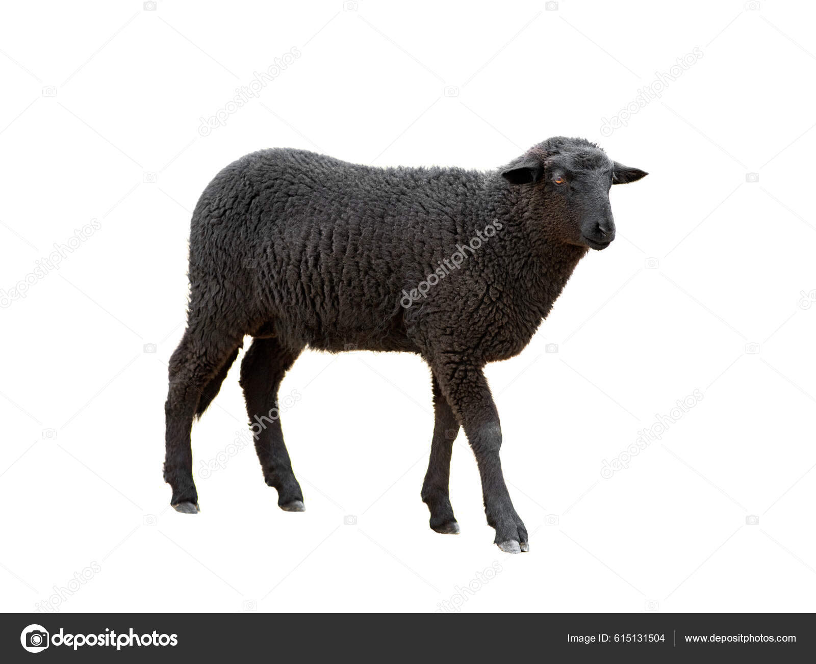 Hissar-lammas