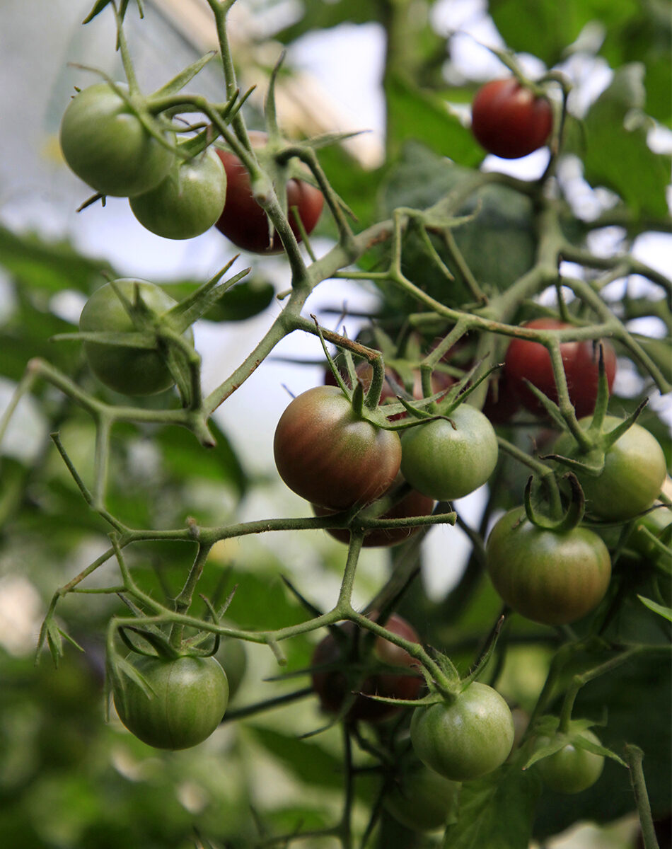 Huomio: tomaatit kasvihuoneessa – miksi hyvän sadon kannalta on niin tärkeää muodostaa varsi oikein tomaattipensaan lähelle