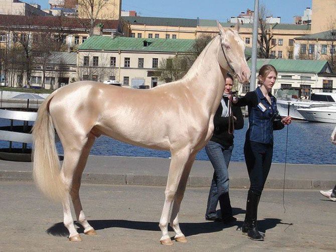 Isabella-värinen Akhal-Teke-hevonen