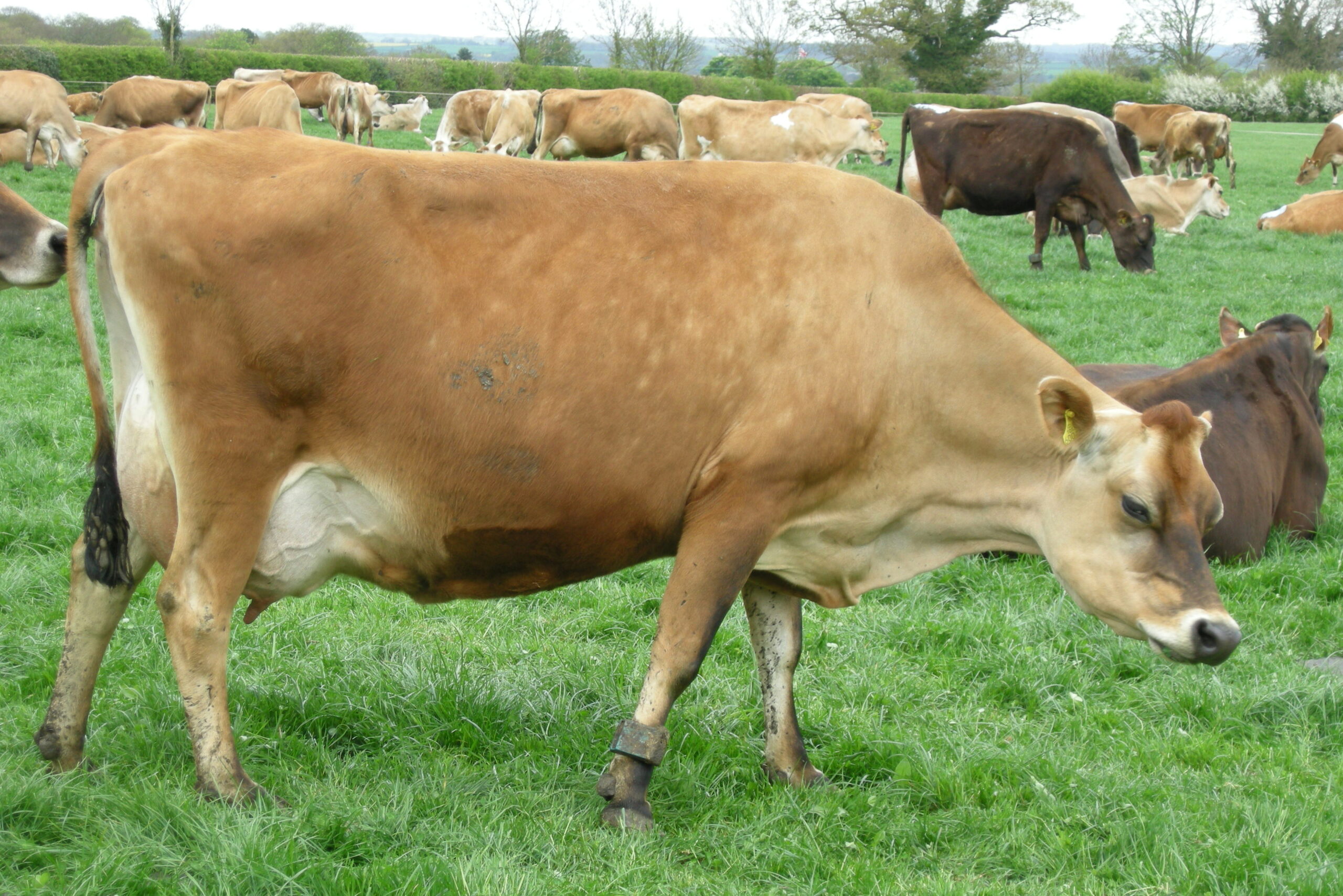 Jersey-lehmärotu